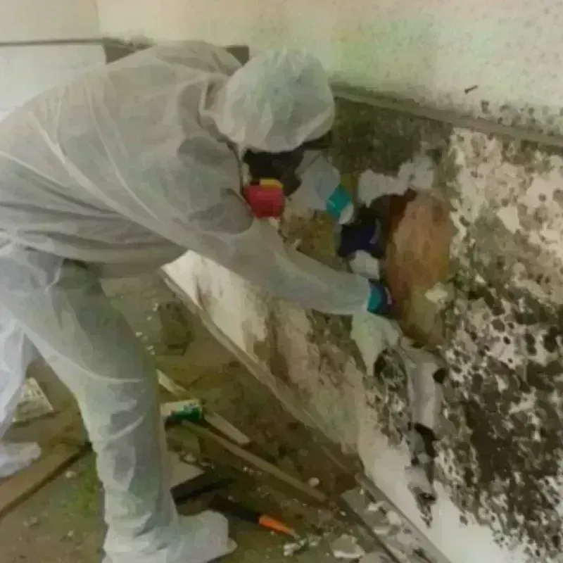 Mold Remediation and Removal in Charlotte Park, FL